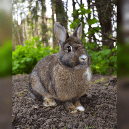 Rabbit image