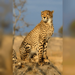 Cheetah image