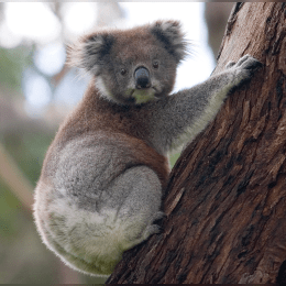 Koala image