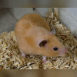 Domestic Hamster Reviews | RateItAll