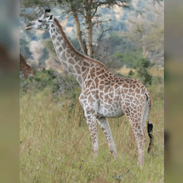 Giraffe image