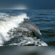 Bottlenose Dolphin Reviews | RateItAll