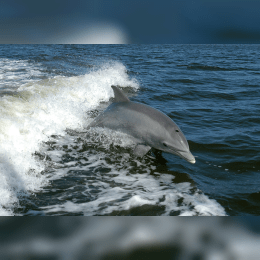 Bottlenose Dolphin image