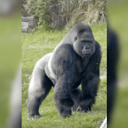 Gorilla image