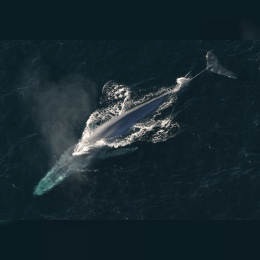 Blue Whale image