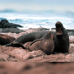 Elephant Seal image