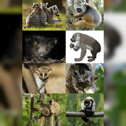 Lemur image