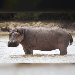 Hippopotamus image