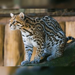 Ocelot image