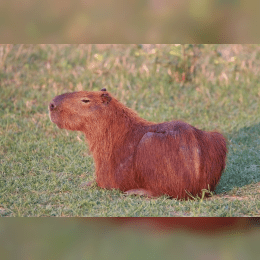 Capybara image