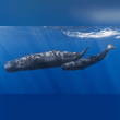 Sperm Whale Reviews | RateItAll