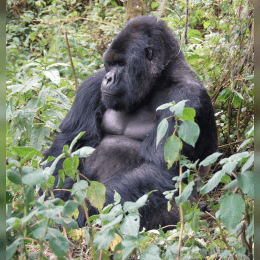 Mountain Gorilla image