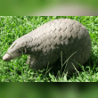 Chinese Pangolin Reviews | RateItAll