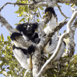 Indri image