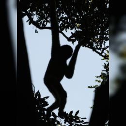 Hainan Gibbon image