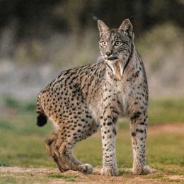 Iberian Lynx image