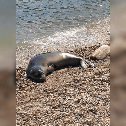 Mediterranean Monk Seal image