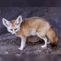 Fennec Fox image