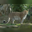 Amur Leopard Reviews | RateItAll