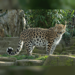 Amur Leopard image