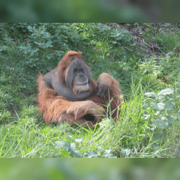 Sumatran Orangutan image