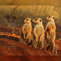 Meerkat image