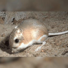 Kangaroo Rat image