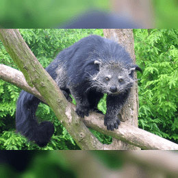 Binturong image