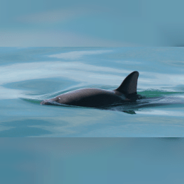 Vaquita image