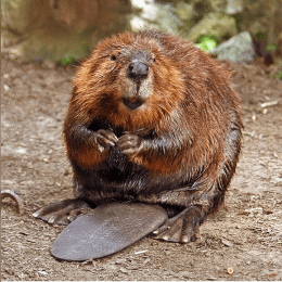 Beaver image