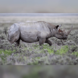 Black Rhinoceros image