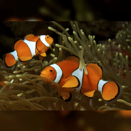 Clownfish image