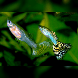 Guppy image