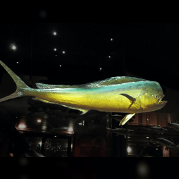 Mahi-Mahi image