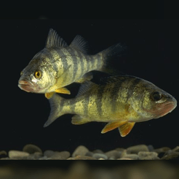 Perch image