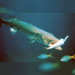 Barracuda image