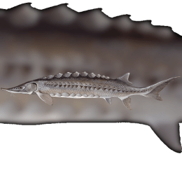 Sturgeon image