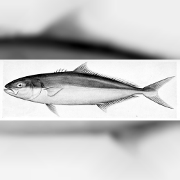 Yellowtail image