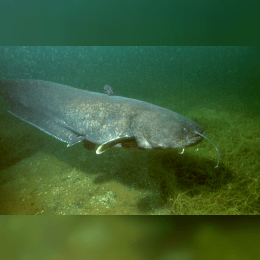 Wels Catfish image