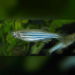 Zebrafish Reviews | RateItAll