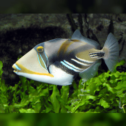 Triggerfish image