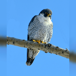 Peregrine Falcon image