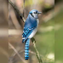 Blue Jay image