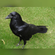 Common Raven Reviews | RateItAll