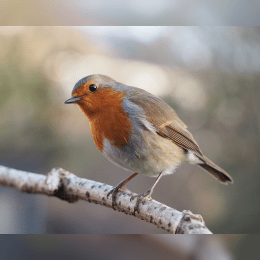 European Robin image