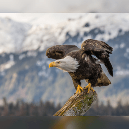 Bald Eagle image