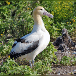 Albatross image