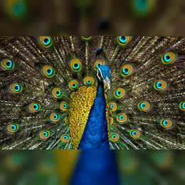 Peacock image