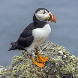 Atlantic Puffin image