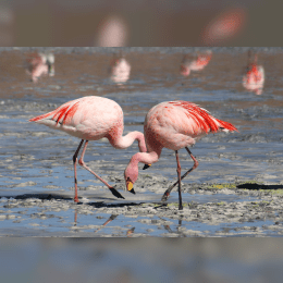 Flamingo image